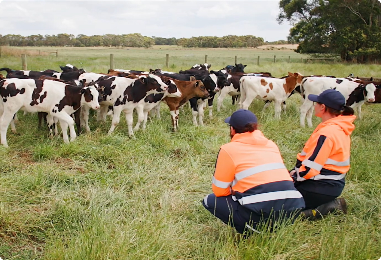 Aurora Dairies